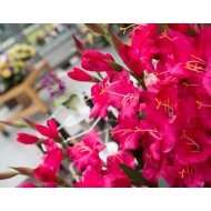 Fleurs