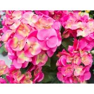 Fleurs